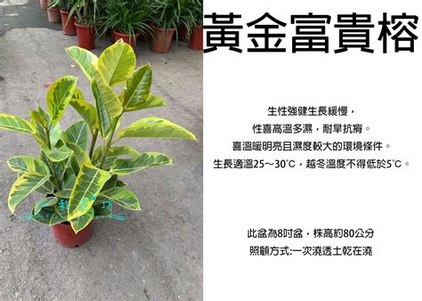 富貴榕風水|富貴榕：讓你的家充滿富貴與幸福的綠意 – 植物盆栽綠寶典